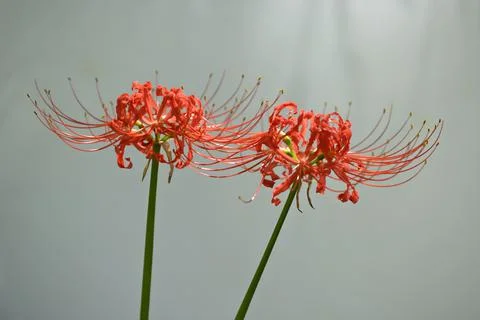 Lycoris radiata, red spider, red magic, resurrection or hurricane lily, corps Stock Photos