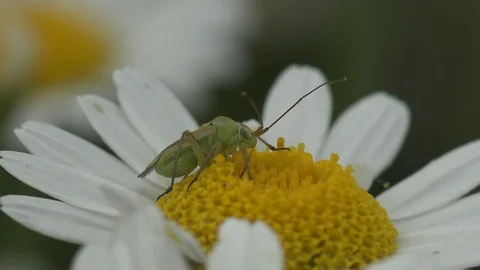 Lygocoris pabulinus common green capsid bug in Miridae family sits in camomile Stock Footage