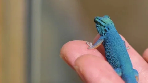 Lygodactylus Williamsi Lizard Reptile Closeup Stock Footage 80556502