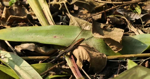 Lygosoma punctata Stock Footage 290162685