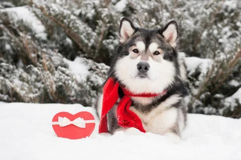 Lying alaskan malamute in red scarf with heart gift box. Valentine day. Dog Stock Photos