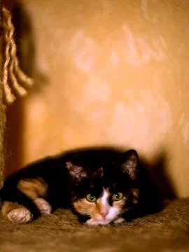Lying and looking forward tricolor kitten Stock Photos