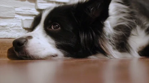 Lying and resting black and white border collie on the parquet. Stock Footage 102675182
