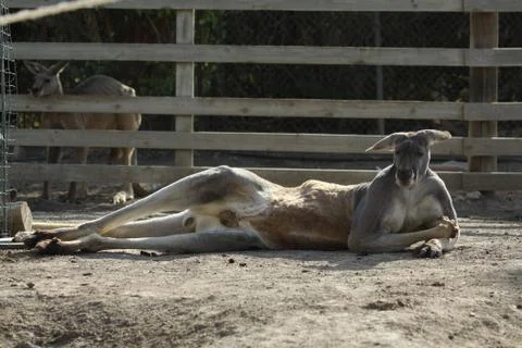 Lying around Kangaroo Stock-Fotos