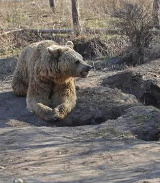 Lying Bear in a park Stock Photos
