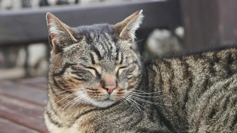 Lying beautiful cat Stock Footage 238564703