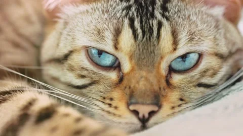 Lying bengal cat Stock Footage 238565135