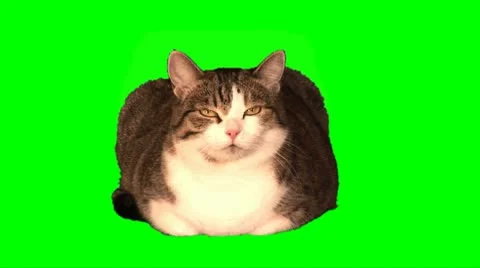 Lying big cat Stock Footage 10725189