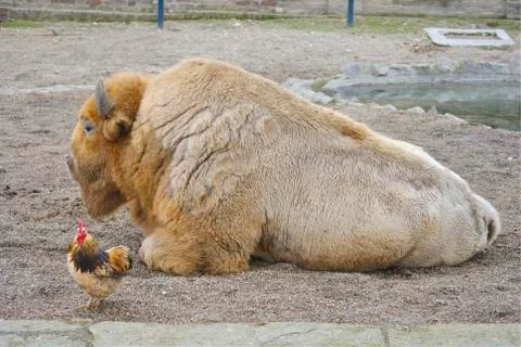 Lying bison and a rooster Stock Photos