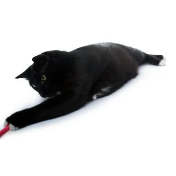 Lying black cat isolated over the white background Stock Photos