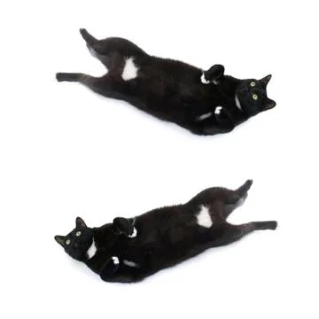 Lying black cat isolated over the white background Stock Photos