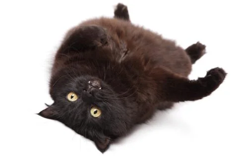 Lying black cat isolated Stock Photos
