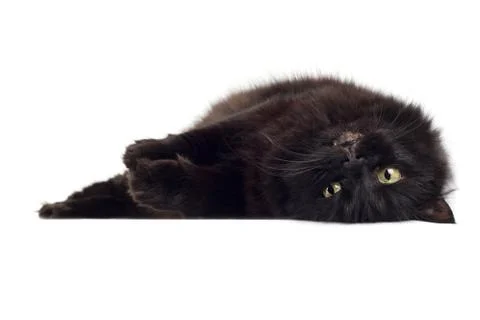 Lying black cat isolated Stock Photos