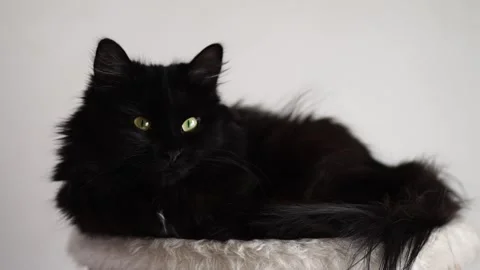 Lying black cat looking at the camera Stock Footage 235736088