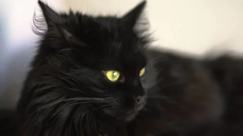 Lying black cat looks around. Pets. Stock Footage 239573055