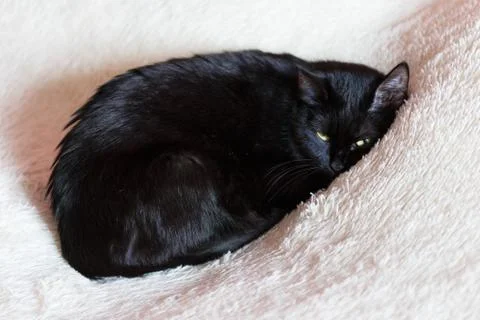 Lying black cat Stock Photos