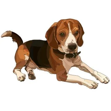Lying brown beagle Stock Illustration