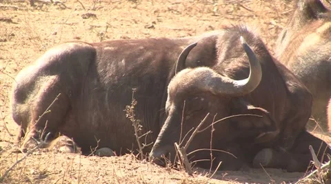 Lying buffalo 1 Stock Footage 8628597
