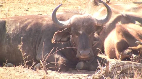 Lying buffalo 2 Stock Footage 8628689