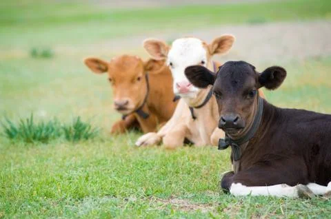 Lying calves Stock Photos