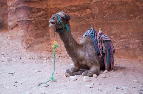 Lying camel Stock Photos