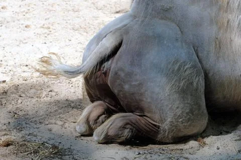 Lying camel's ass close-up. Foto stock