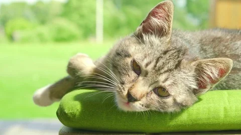 Lying Cat Eye contact Stock Footage 74911708