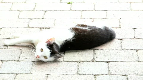 Lying cat 스톡 동영상 739238