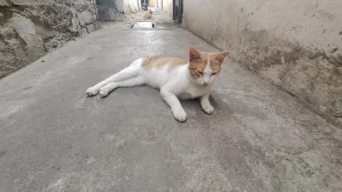 Lying Cat Stock Footage 280370142