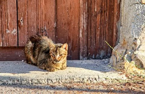 Lying cat in front of doors Stock Photos