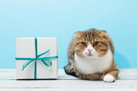Lying cat with a gift present with green ribbon Stock Photos