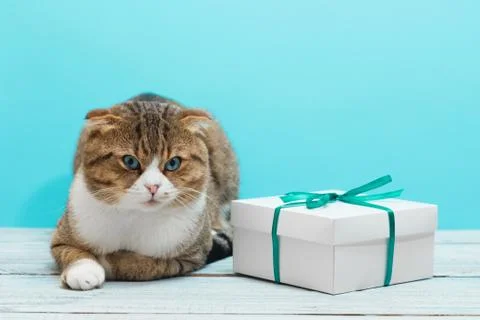 Lying cat with a gift present with green ribbon Stock Photos