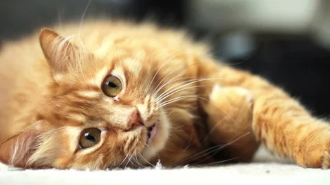 Lying Cat Looks Around Video stock 96233963