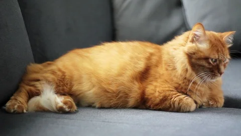 Lying Cat Looks Around Stock-Footage 96244371