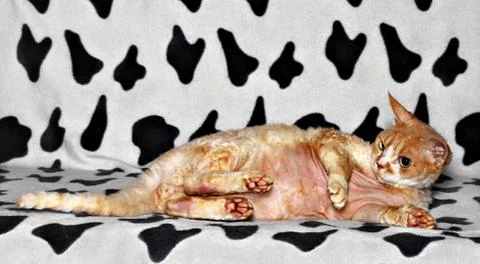 Lying cat Stock Photos