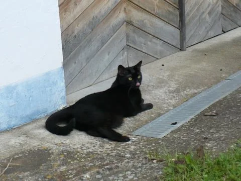 Lying cat Stock Photos