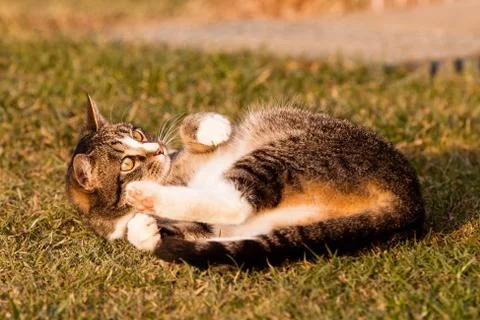 Lying cat Stock Photos
