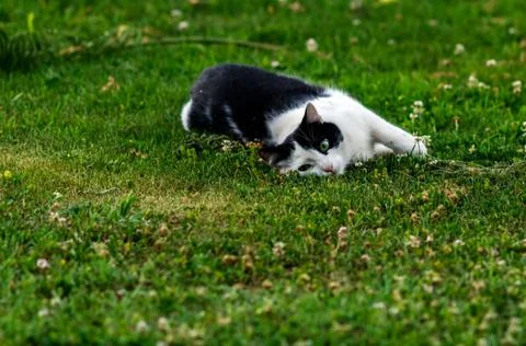 A Lying Cat Fotos Stock