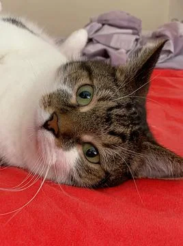 Lying cat Stock Photos