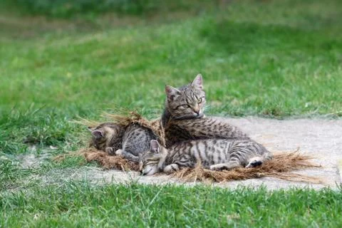 Lying cat with sleeping kittens Stock Photos