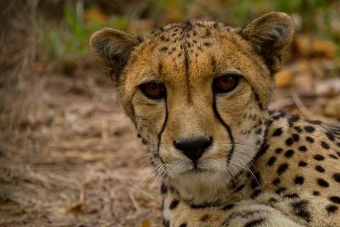 Lying cheetah closeup Stock Photos