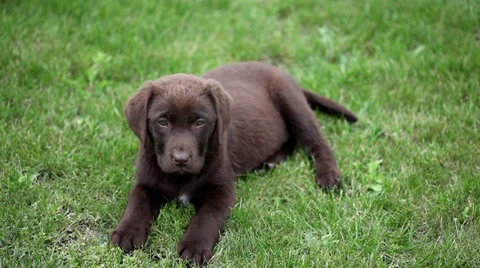 Lying chocolate labrador puppy Stock Footage 35458962