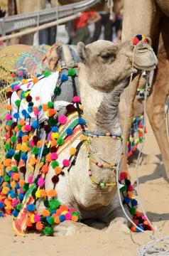Lying colourful decorated camel in nomadic camp at cattle fair holiday ,India Stock Photos