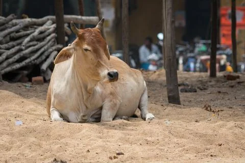 Lying cow Stock Photos