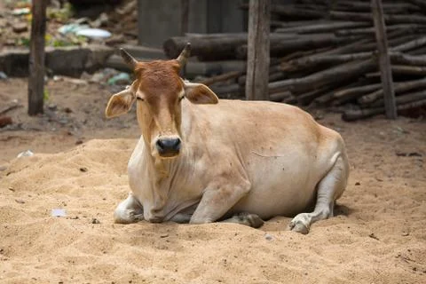 Lying cow Foto stock