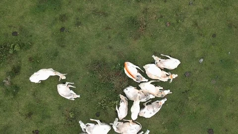 Lying cows seen from top above (aerial view) Stock Footage 96524165