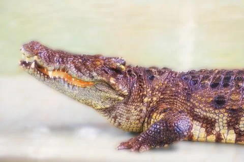 Lying crocodile closeup Stock Photos
