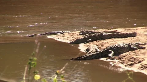 Lying crocodiles next to river Stock Footage 8622668
