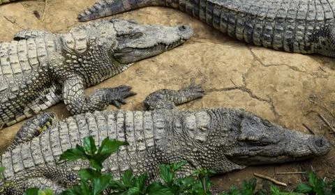Lying Crocodiles Stock Photos