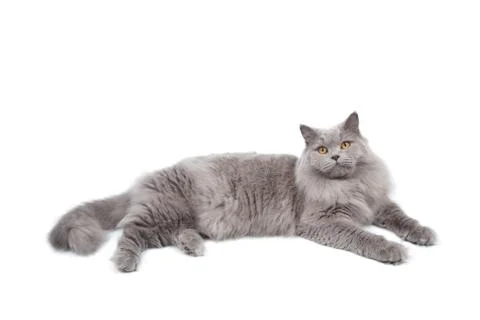 Lying cute british cat isolated Stock Photos